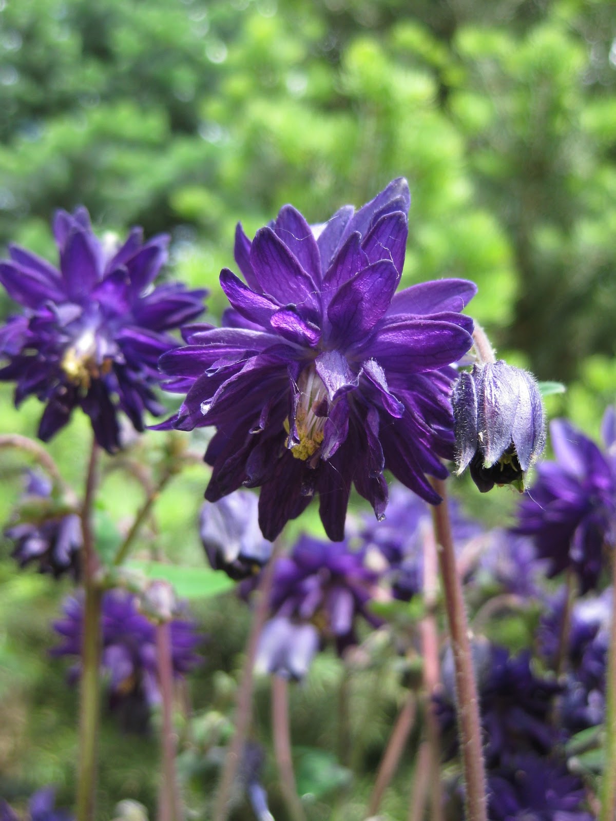 Aquilegia vulgaris var. stellata 'Blue Barlow'